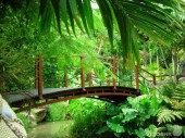 На Хайнане создадут Национальный парк тропических лесов