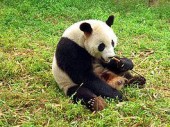 Землетрясение в провинции Сычуань обратило бамбуковых медведей в бегство