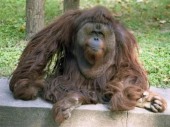 В Шанхае умер самый старый орангутанг Китая