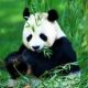 Панды в Пекинском зоопарке