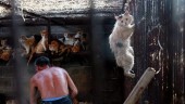 На Тайване запретили убивать кошек и собак ради мяса