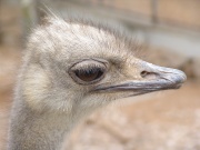 Вэйхай. Сафари-парк