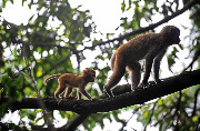 Обезьяны национального парка Чжанцзяцзе