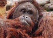 Вэйхай. Сафари-парк