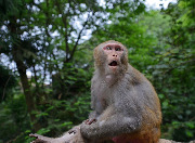 Обезьяны национального парка Чжанцзяцзе