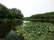 Парк Матери