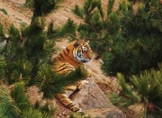 Вэйхай. Сафари-парк