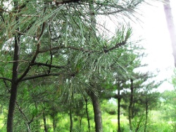 Хуньчунь, буддийский храм