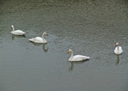 Вэйхай. Сафари-парк