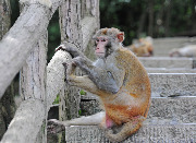 Обезьяны национального парка Чжанцзяцзе