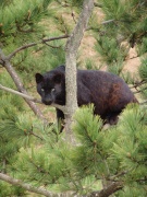 Вэйхай. Сафари-парк