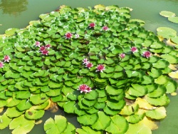 Хуньчунь, буддийский храм