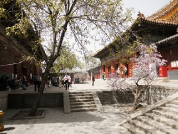 Lama Temple