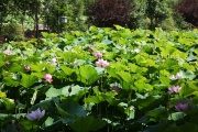Лотосы в усадьбе