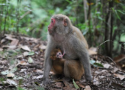 Обезьяны национального парка Чжанцзяцзе