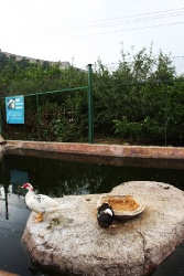 Великая стена. Участок Цзюмэнькоу. Хулудао.